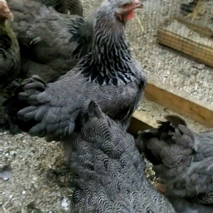 Dark brama yumurtasi temiz qan ,sekilde ne  gorursuz oda var ))