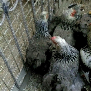 Dark brama yumurtasi temiz qan ,sekilde ne  gorursuz oda var ))