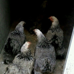 Dark brama yumurtasi temiz qan ,sekilde ne  gorursuz oda var ))