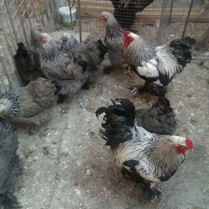 Dark xoruzlar ,temiz qan butun vaksinleri vurulub ,saqlamliqina cavabd