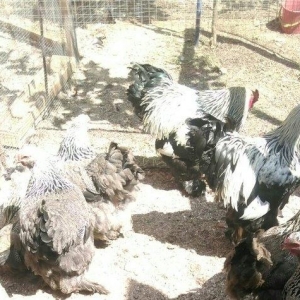 Dark xoruzlar ,temiz qan butun vaksinleri vurulub ,saqlamliqina cavabd