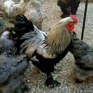 Dark xoruzlar ,temiz qan butun vaksinleri vurulub ,saqlamliqina cavabd