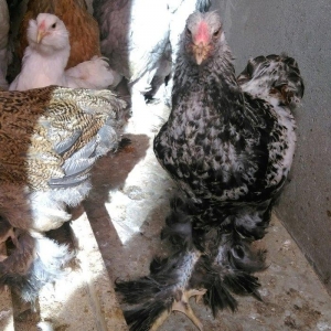 Brama beceleri ve fereleri 6 ayliq tam saqlam .Butun peyvendleri vurul