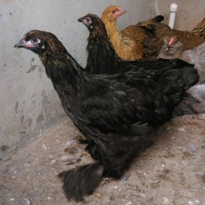 Brama beceleri ve fereleri 6 ayliq tam saqlam .Butun peyvendleri vurul