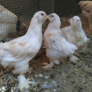 Brama beceleri ve fereleri 6 ayliq tam saqlam .Butun peyvendleri vurul