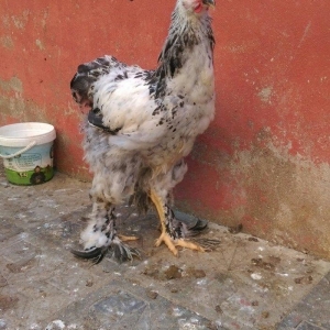 Brama beceleri ve fereleri 6 ayliq tam saqlam .Butun peyvendleri vurul