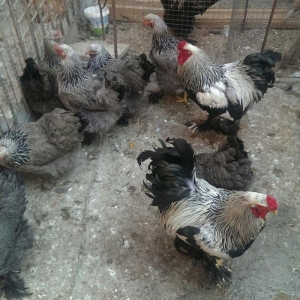 Yumurta temiz qandan qold,dark. Sekilde ne gorursuz oda var