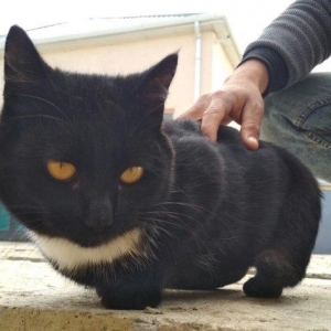 chox sevimli pishikdi iyneleri vurulub (erkekdi) alan olsa elaqe saxla