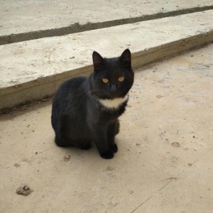 chox sevimli pishikdi iyneleri vurulub (erkekdi) alan olsa elaqe saxla