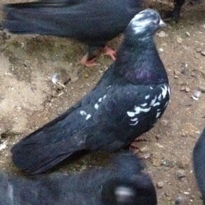 Satilir paqon erkey 20 azn . Qus Bineqedidedir . F