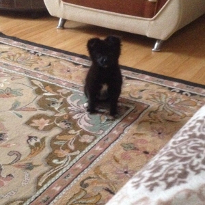 Шпиц. Pomeraniski spic 3 ayliq qizdir med pasportu var butun iyneleri