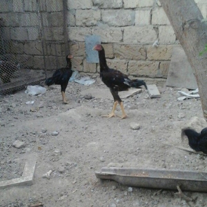 temiz heyratl beceler ve fereler 3. 4 ayllq xoruz 