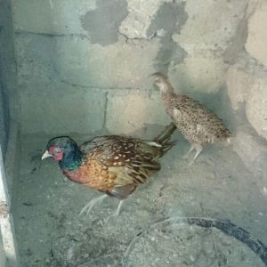 qirqovul satilir hovsanda qaliram saxlamaqa weratim yoxdu ona gore sat