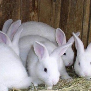 Hər yaşda hər ölçüdə (dişi/erkək) dovşanlar satılır. kiçiklər 5manat b