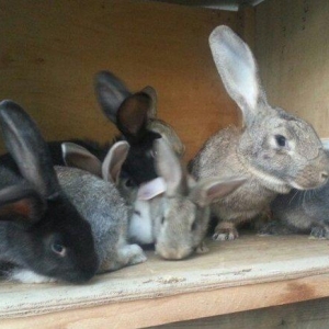 Hər yaşda hər ölçüdə (dişi/erkək) dovşanlar satılır. kiçiklər 5manat b