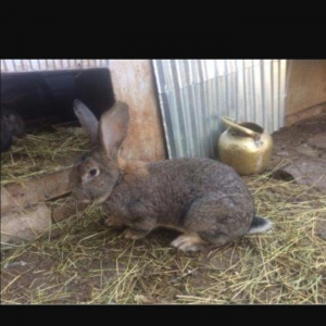 Hər yaşda hər ölçüdə (dişi/erkək) dovşanlar satılır. kiçiklər 5manat b