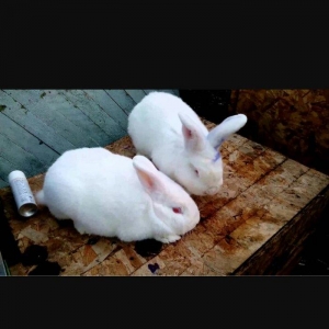 Hər yaşda hər ölçüdə (dişi/erkək) dovşanlar satılır. kiçiklər 5manat b