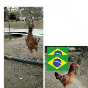 Salam heyrati cavan  fere satiram qurd dermani ver