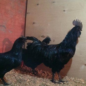 Ayam cemani.  Temiz qandi .2 fere 1 xoruz.fereler 