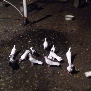 16 17 18 tukler real alici narahat elesi konturu olmaya yazmasin ancaq