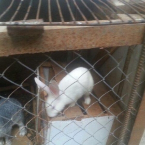 Hazir erkek dovwanlar satilir yemli dovwanlardi qiymeti 13 manata 
opt