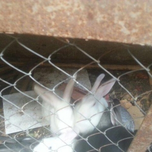 Hazir erkek dovwanlar satilir yemli dovwanlardi qiymeti 13 manata 
opt