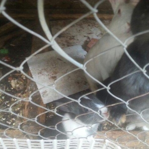 Hazir erkek dovwanlar satilir yemli dovwanlardi qiymeti 13 manata 
opt