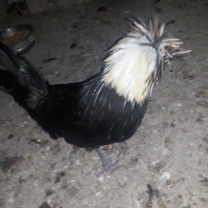 Rahibe xoruz tam sağlamdı yalnız barmaqları eyridi yerimeyine heçbir