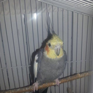 Korella erkek 1 yaş 3 aylıqdı tam sağlam cüt olmayıb isdeyen vassapla