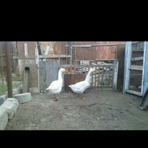 1 cut linda qazi satilir tam saglamdi .7 ayliq hey