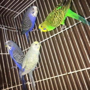 Tecili cox gozel renglere malik hazir bala veren 3