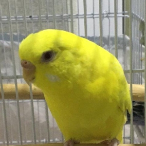 Papuqay - bir illik dişi cüte hazır lutino papuqay çattırılma nerimano