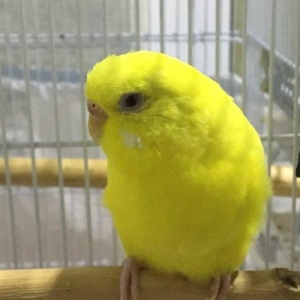 Papuqay - bir illik dişi cüte hazır lutino papuqay çattırılma nerimano