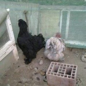 2 toyuq 1 xoruz brama ailesi satilir. Temiz bramalardir sekilde