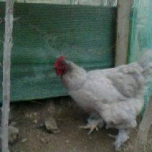 2 toyuq 1 xoruz brama ailesi satilir. Temiz bramalardir sekilde