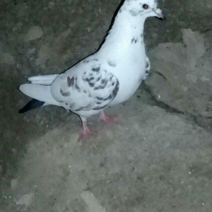 tutulma saglam qusdardi 2 maya 1 xoruz 12 azn hams