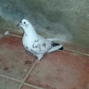 tutulma saglam qusdardi 2 maya 1 xoruz 12 azn hamsi