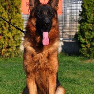 Orijinal k9 alman avcarkasidi xususi olaraq xaricden gelib baxicisi va