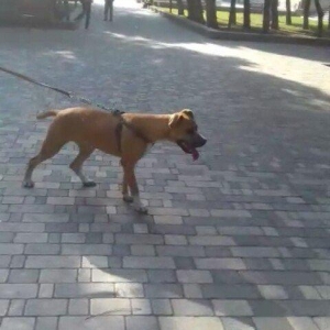 diwi pit staf 7 ayliqdi 100 azn qiymet sondu.peyvendleri vurulub.