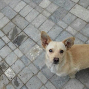 1 erkey 2 diwi zvanok.erkeyin 1 yaw 1 aylıq di diwi nin biri 7 aylıq o