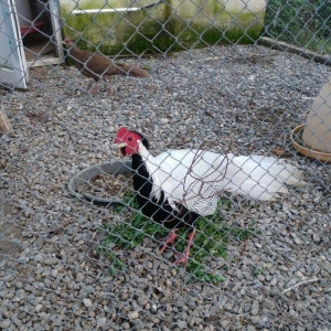 ov qusu, hamisi qirqovul novudu ,saylari az qalib 