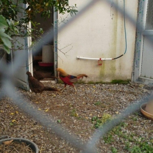 ov qusu, hamisi qirqovul novudu ,saylari az qalib ,ciddi maraqlanan na