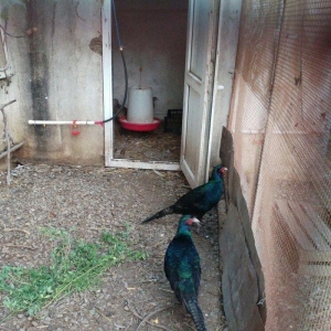 ov qusu, hamisi qirqovul novudu ,saylari az qalib ,ciddi maraqlanan na