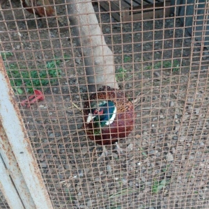 ov qusu, hamisi qirqovul novudu ,saylari az qalib ,ciddi maraqlanan na