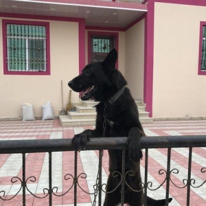 Tecili satilir. Bagda hec kim qalmir ite baxan saxliyan yoxdu ona