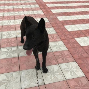 Tecili satilir. Bagda hec kim qalmir ite baxan saxliyan yoxdu ona