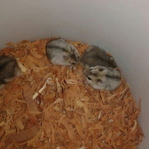 1 ayliq bala cunqarikler satilir.biri 6 azn.cox alana endirim olacag..