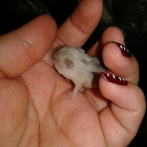 1 ayliq bala cunqarikler satilir.biri 6 azn.cox alana endirim olacag..