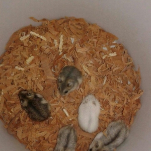 1 ayliq bala cunqarikler satilir.biri 6 azn.cox alana endirim olacag..