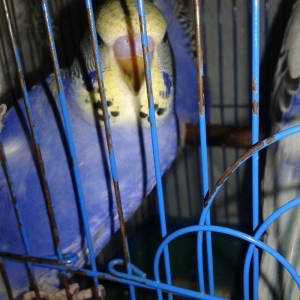 2 aylig erkek cex balalar satilir.yada ag albinos veya lutino sari val